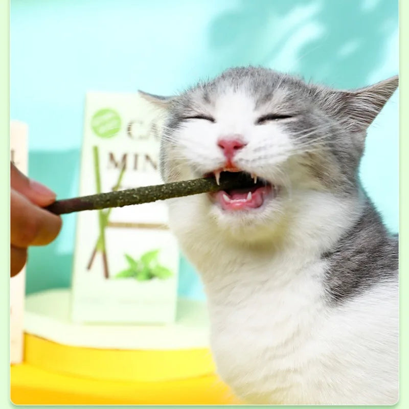 Bâton de chat Matatabi naturel à la menthe attrapée, morsure, tiges agréables et excitées, Silvervine pour le nettoyage des dents, traitement, fournitures pour animaux de compagnie, jouets pour chats