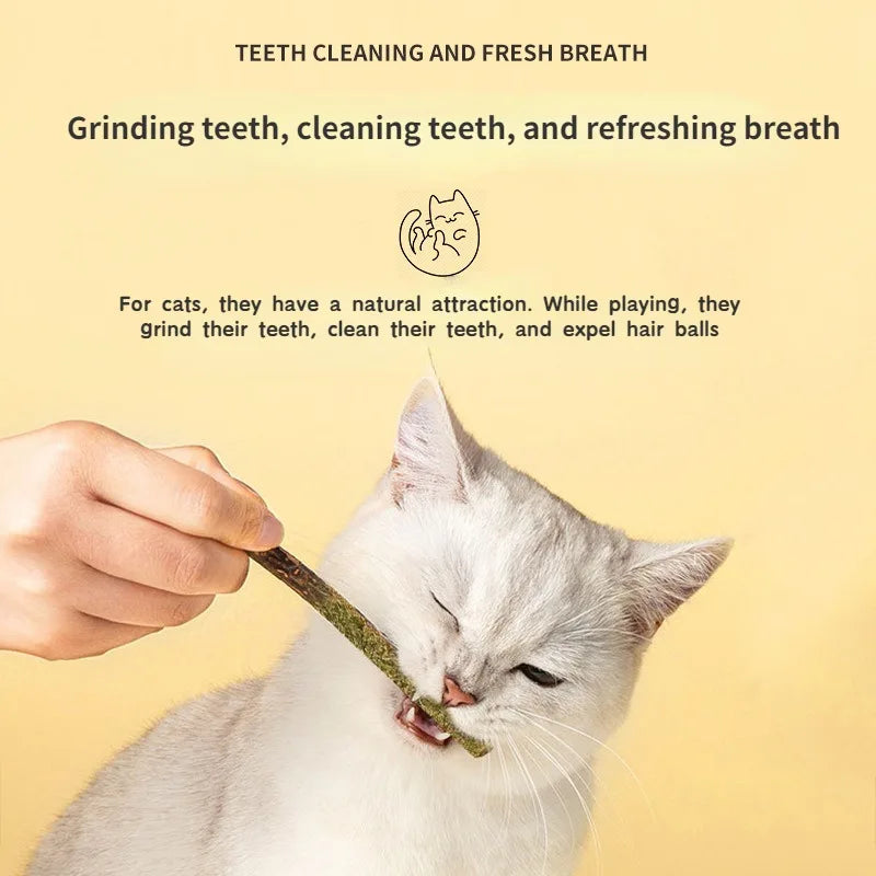 Bâton de chat Matatabi naturel à la menthe attrapée, morsure, tiges agréables et excitées, Silvervine pour le nettoyage des dents, traitement, fournitures pour animaux de compagnie, jouets pour chats